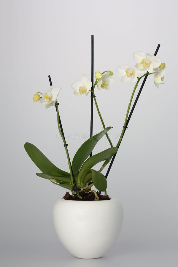 White Orchid in White Flower Pot