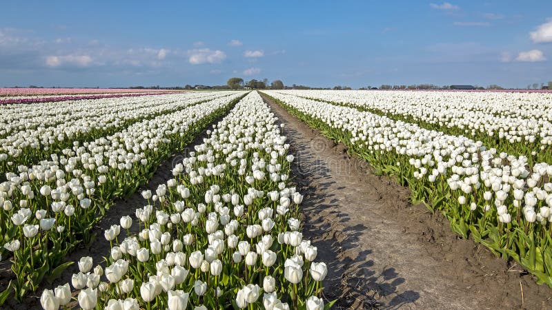 Blossoming white tulips in the countryside from the Netherlands royalty free stock photos