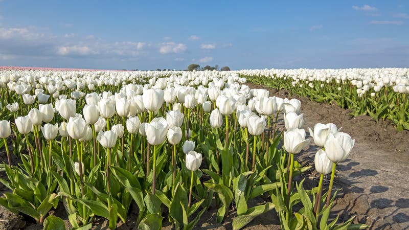 Blossoming white tulips in the countryside from the Netherlands stock photo