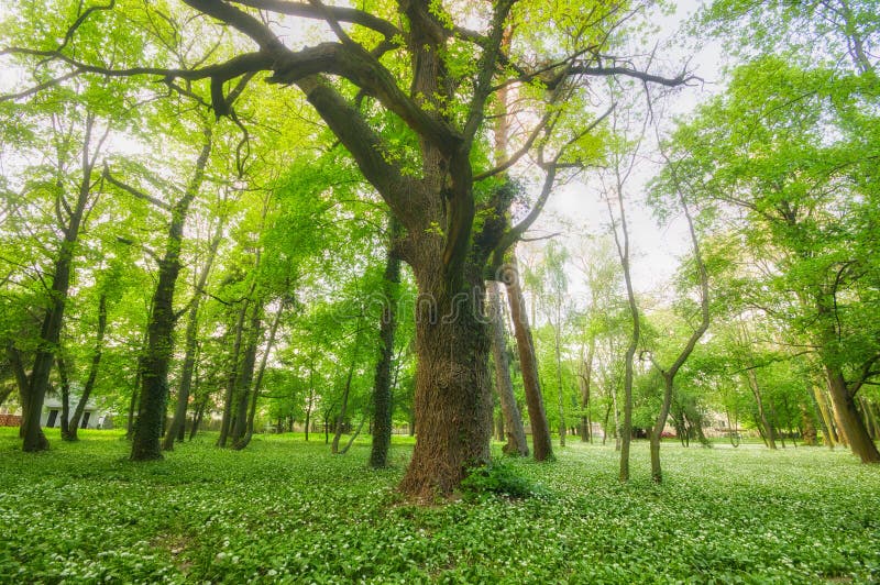 Kvetoucí medvědí česnek a starý strom v parku v obci Nová Ves nad Žitavou