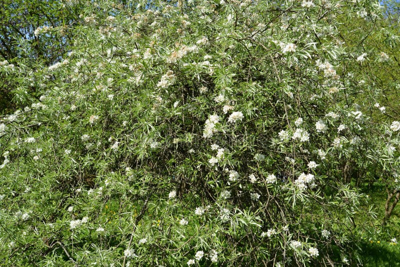 The blossoming willow-leaf pear Pyrus salicifolia f. pendula. Spring