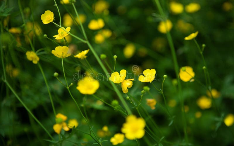 Blossoming Yellow Buttercups Stock Photo Image of flowers, golden