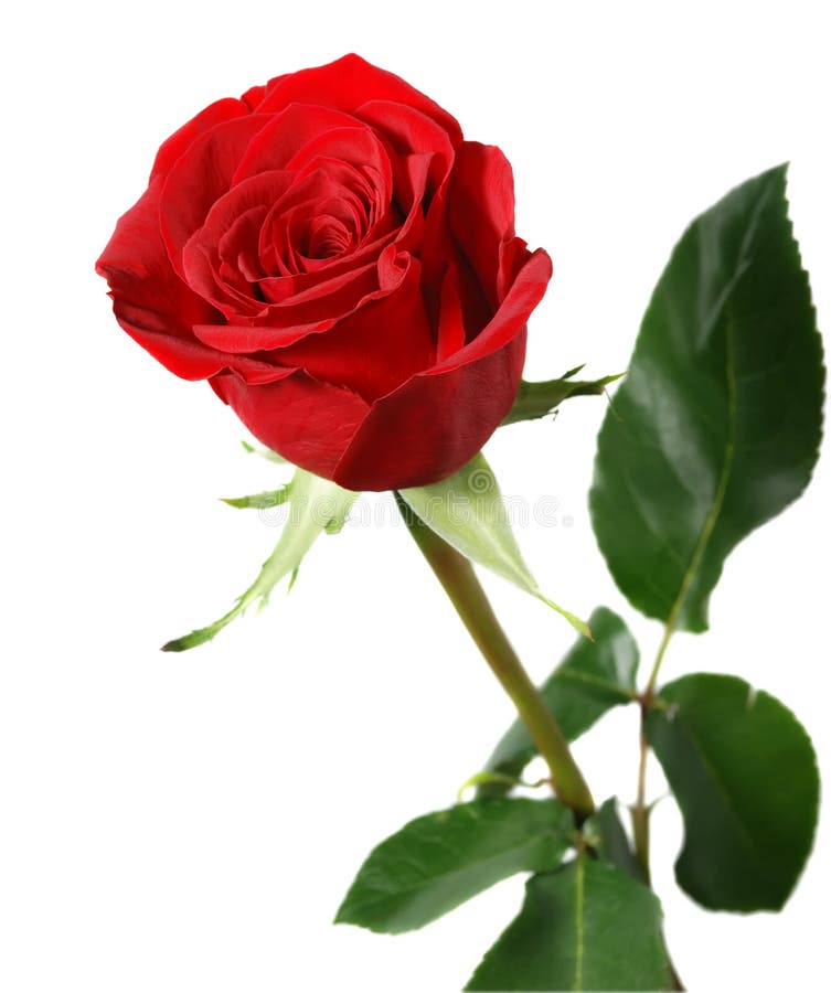 Rose. A blossoming branch of a rose with brightly red bud. Rose. A blossoming branch of a rose with brightly red bud