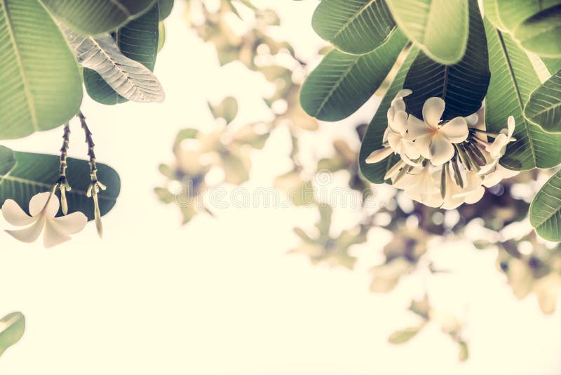 Blossoming тропический frangipani цветков в пастельных цветах с солнечным светом как тропическая предпосылка свадьбы в винтажном стоковое изображение rf Blossoming тропический frangipani цветков в пастельных цветах с солнечным светом как тропическая предпосылка свадьбы в винтажном стоковое изображение rf