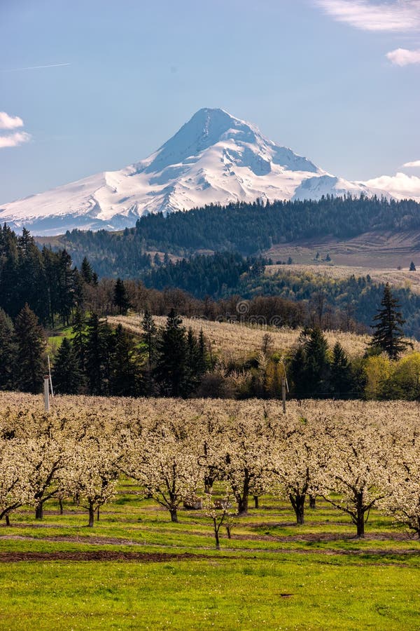 Blossoms in Hood River Fruit Loop Oregon Stock Image Image of pacific