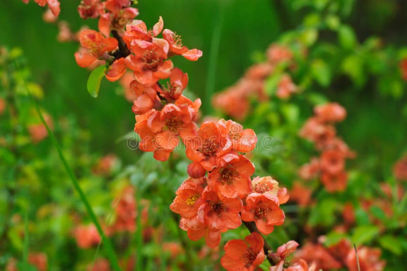 Blossoms of japanese quince