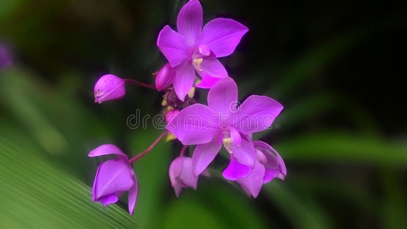 Con fiori come la viola brillante farfalle, questa testa girando bouquet di Viola Orchidee Dendrobium farà la gente fermarsi e dire: 