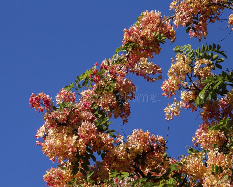 Blossoms Rainbow Shower Tree Stock Image Image of javanica, bloom
