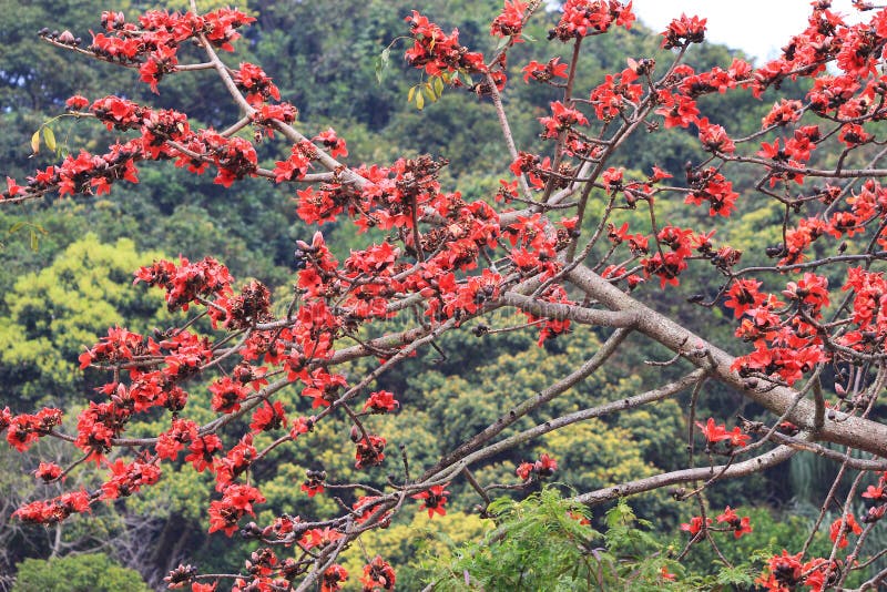 Blossoms of the Red Silk Cotton Tree Stock Image Image of east, kapok
