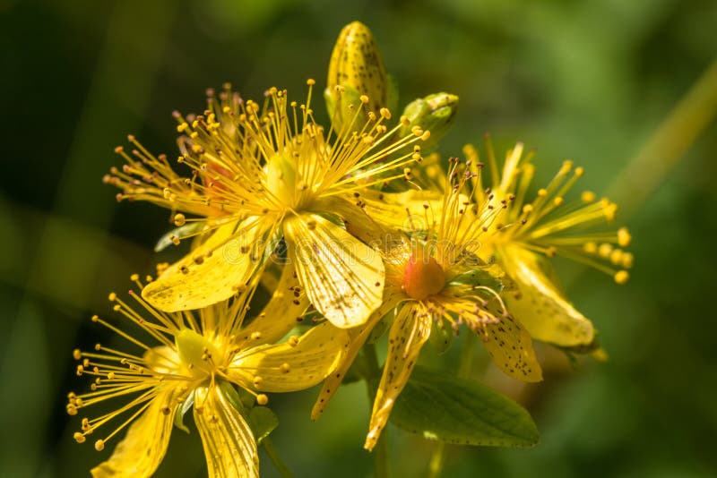 Blossoms of spotted St Johns wort, Hypericum maculatum royalty free stock photo Blossoms of spotted St Johns wort, Hypericum maculatum royalty free stock photo