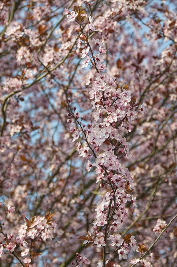 Blossoms in spring stock photo. Image of bloom, environment 24272628