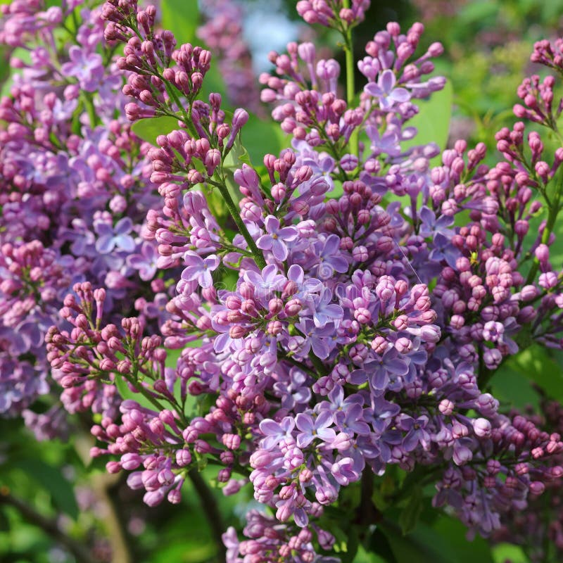 Blossoms of Violet Lilac, Syringa Vulgaris Stock Photo - Image of ...