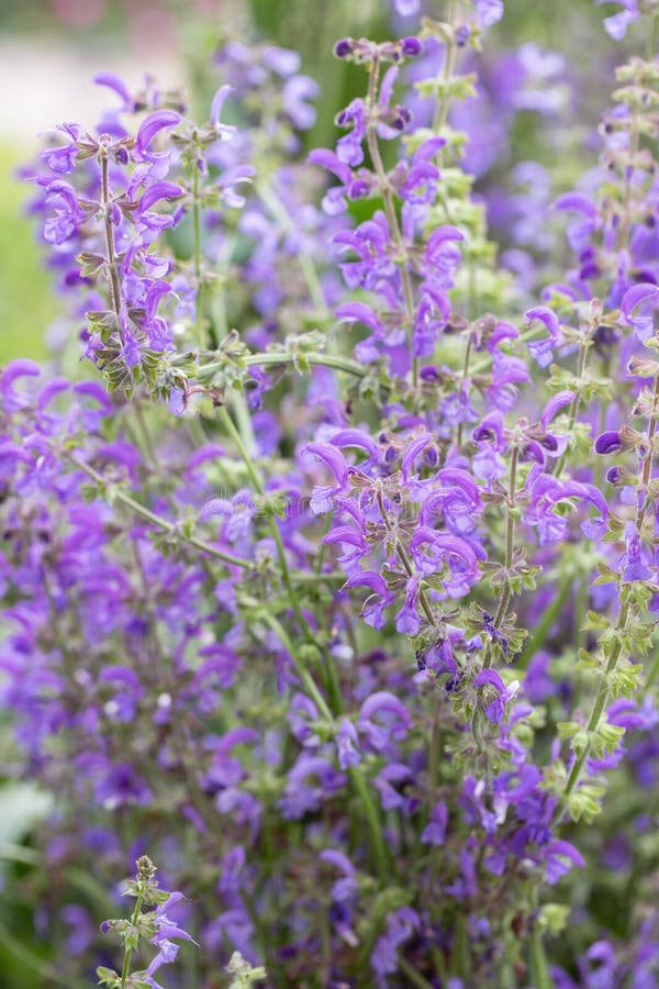 Blossoms of wild meadow sage (Salvia pratensis). royalty free stock photo