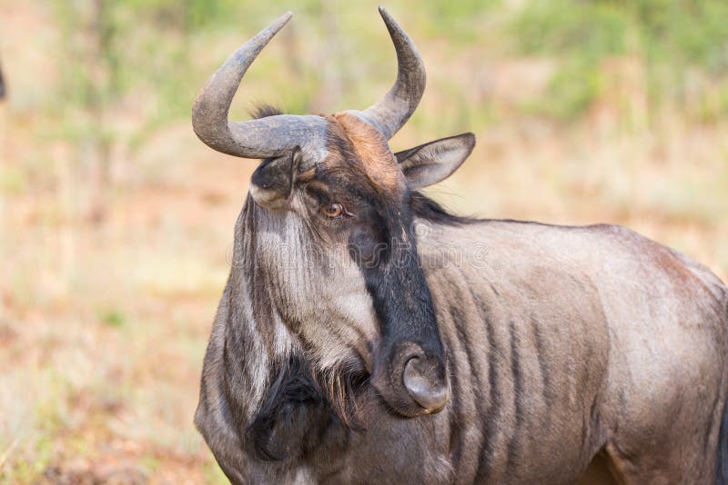 Blou wildebeest in Pilanesberg stock photography Blou wildebeest in Pilanesberg stock photography