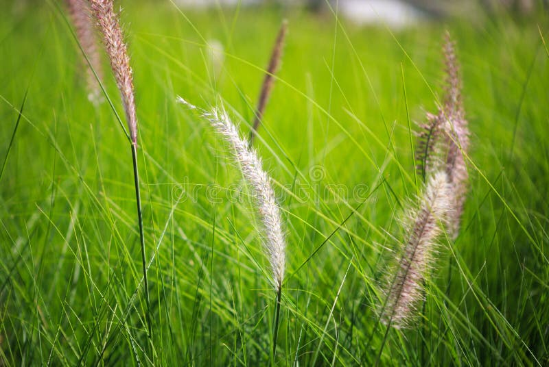 Blow white flower grass stock photo. Image of floral 37920304