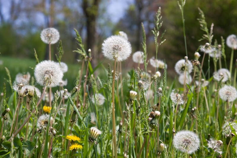 Blowball dandelion flower