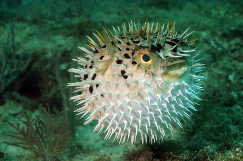 Blowfish lub puffer ryba w oceanie