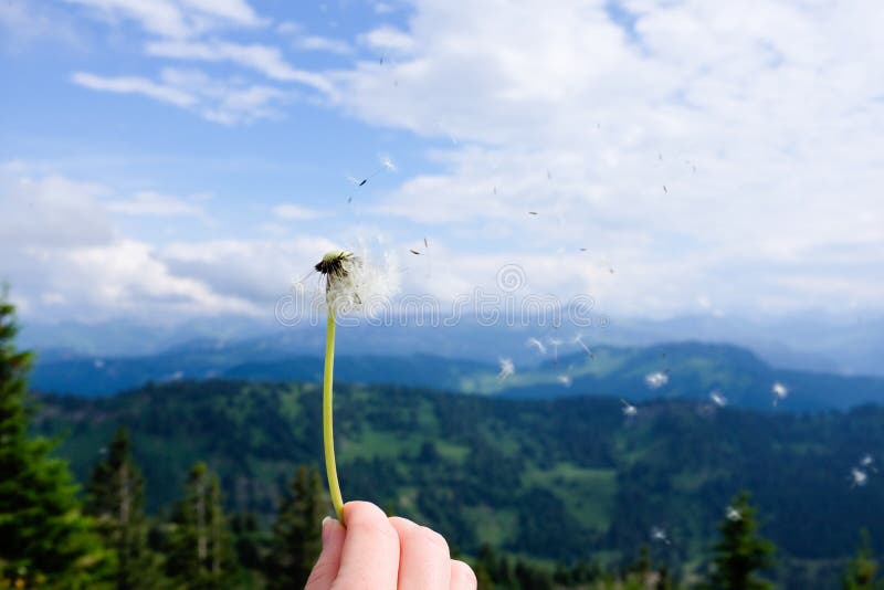 Blowing a dandelion with alps in background stock image Blowing a dandelion with alps in background stock image