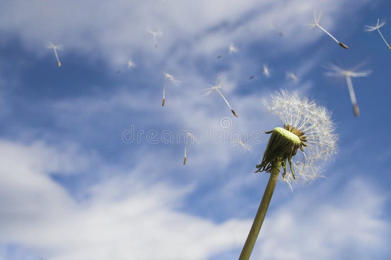 Diente de león pérdidas semillas en viento.