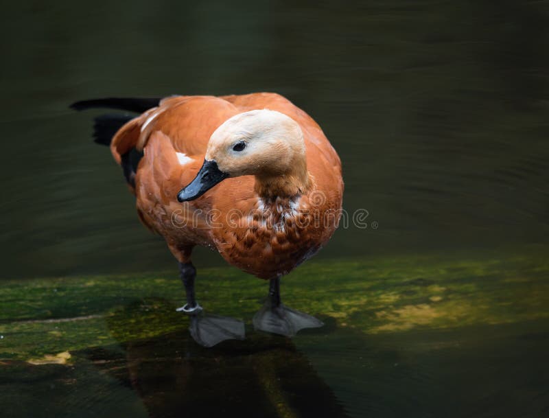 Blozende ferruginea die van shelducktadorna zich in het water bevinden royalty-vrije stock foto's Blozende ferruginea die van shelducktadorna zich in het water bevinden royalty-vrije stock foto's