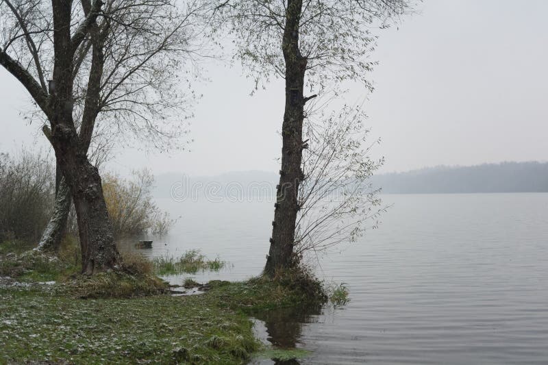 Bloßer Baum am Rand des Teichs lizenzfreies stockfoto Bloßer Baum am Rand des Teichs lizenzfreies stockfoto