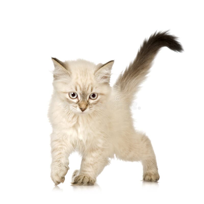 Blu-tabby-point Birman kitten