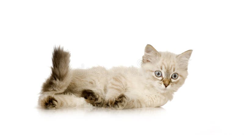 Blu-tabby-point Birman kitten
