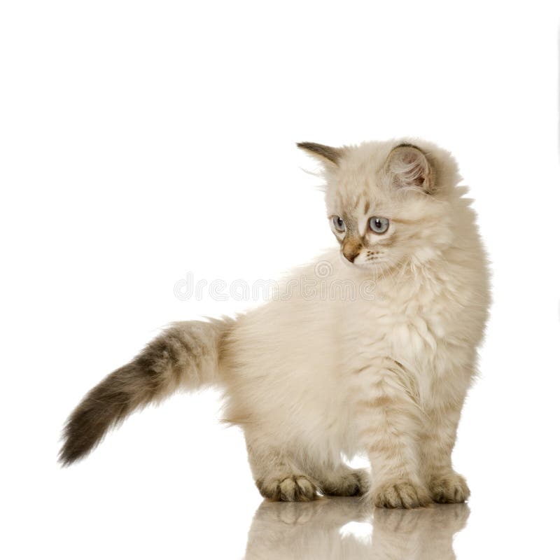 Blu-tabby-point Birman kitten