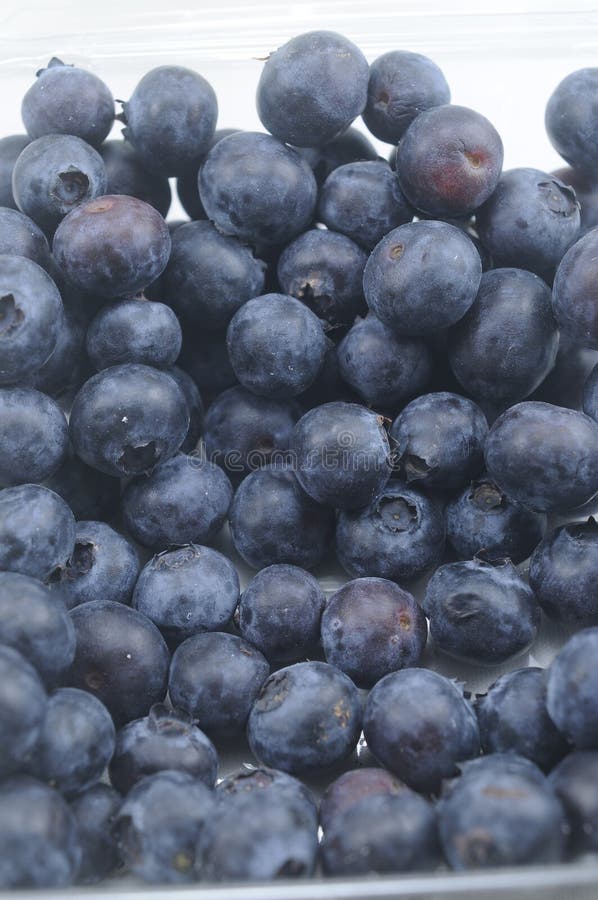 Bluberries Galore stock photo. Image of nutrition, organic 7460788