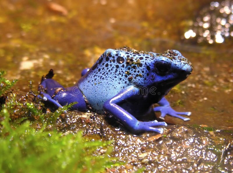 Pequeno venenoso azul rana.