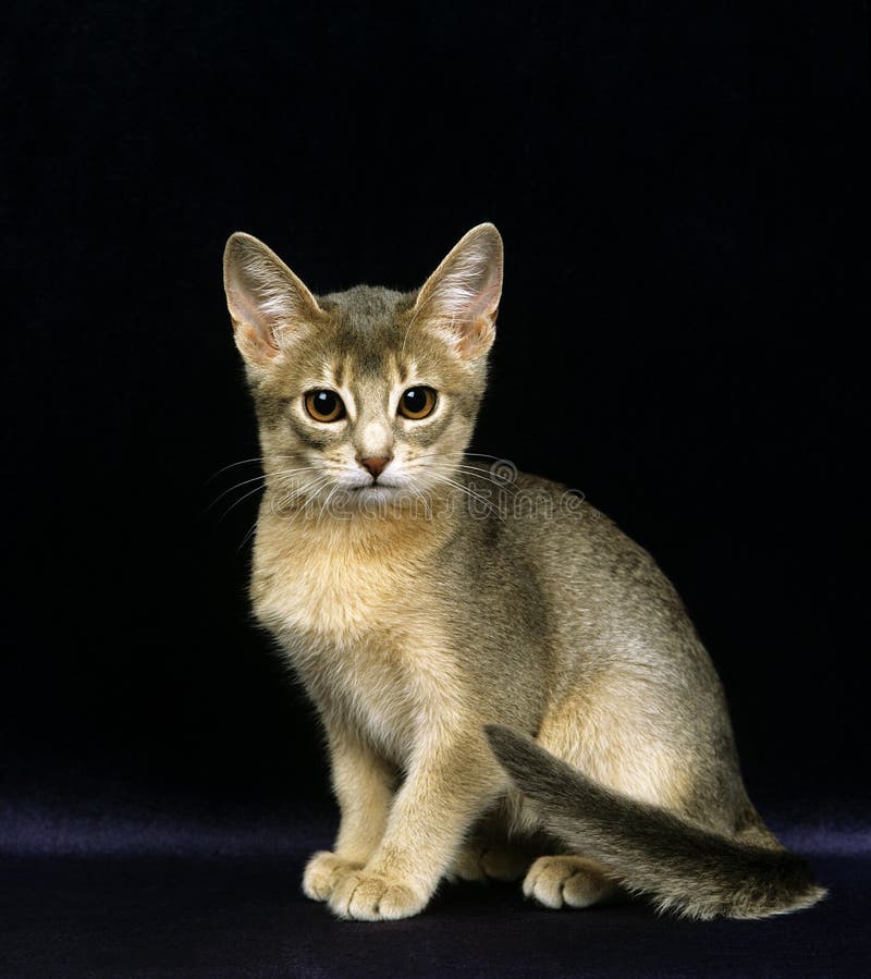 ABYSSINIAN DOMESTIC CAT, KITTEN AGAINST WHITE BACKGROUND Stock Photo - Image of young, blue: 194421902