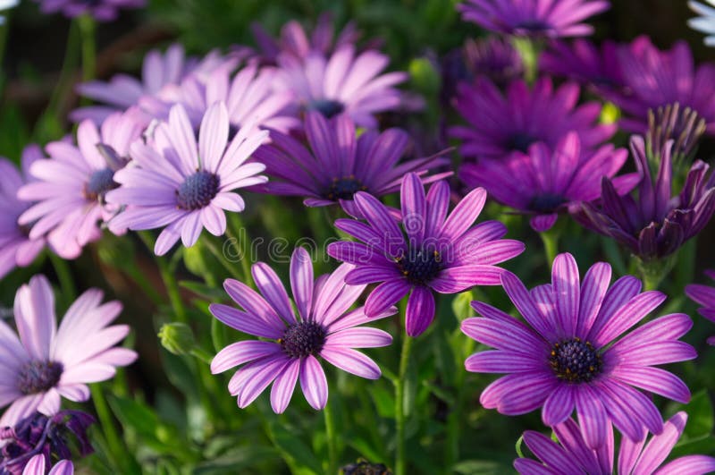 Blue African Daisy Flowers stock photo. Image of nature 203296376