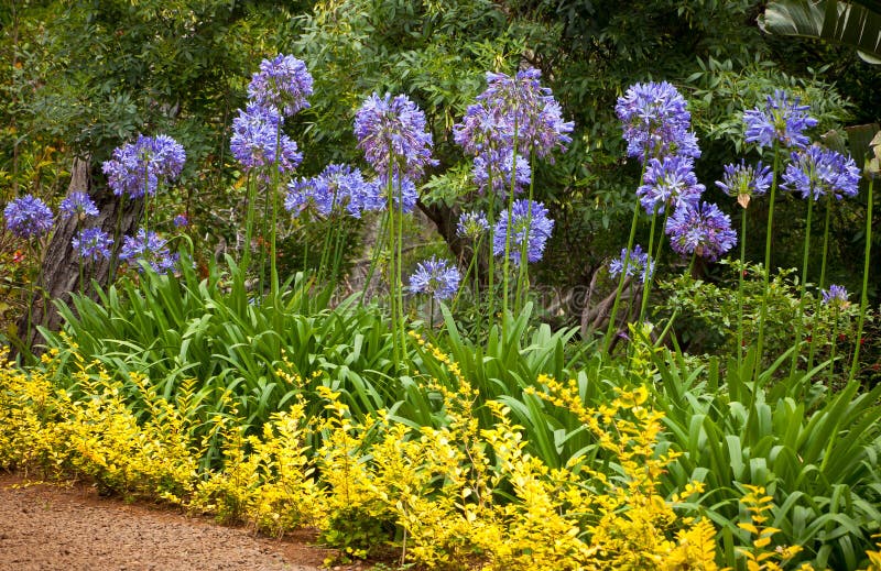 Blue African Lily (Agapanthus Africanus) flowers