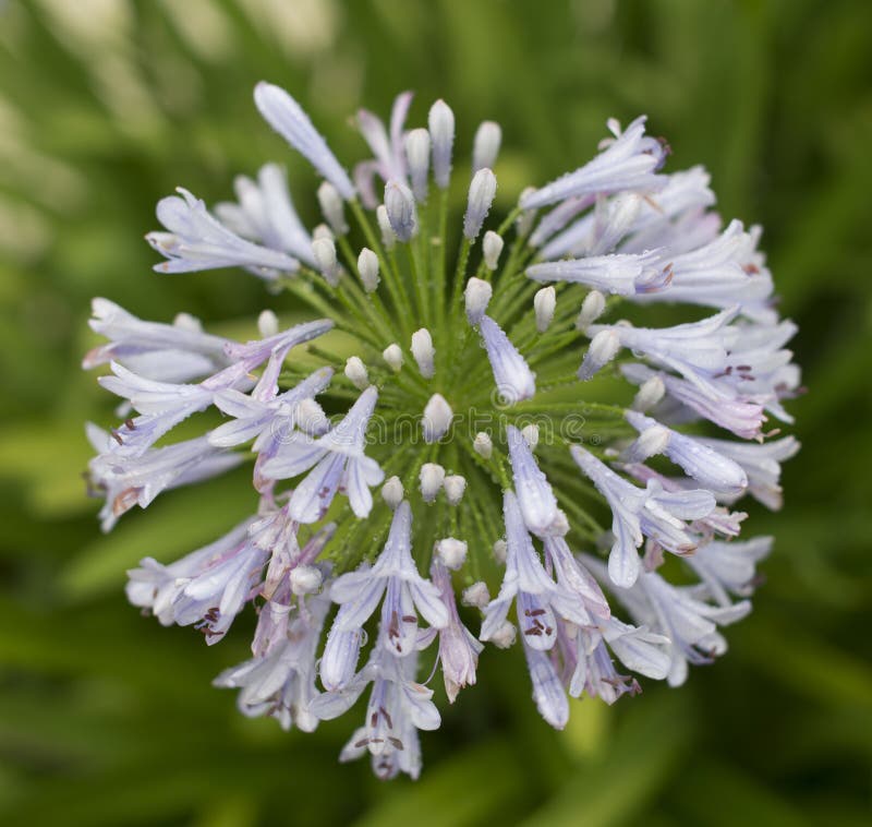 Blue African lily Agapanthus flower in park