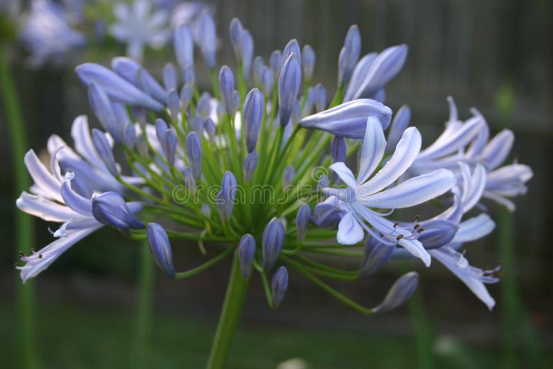Blue Agapanthus royalty free stock photography