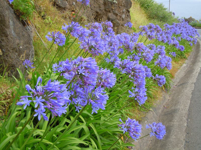 Blue agapanthus plants flowering by roadside