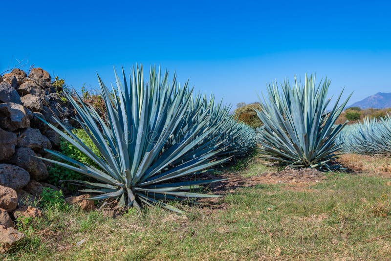 Blue Agave Field in Tequila, Jalisco, Mexico Stock Image Image of