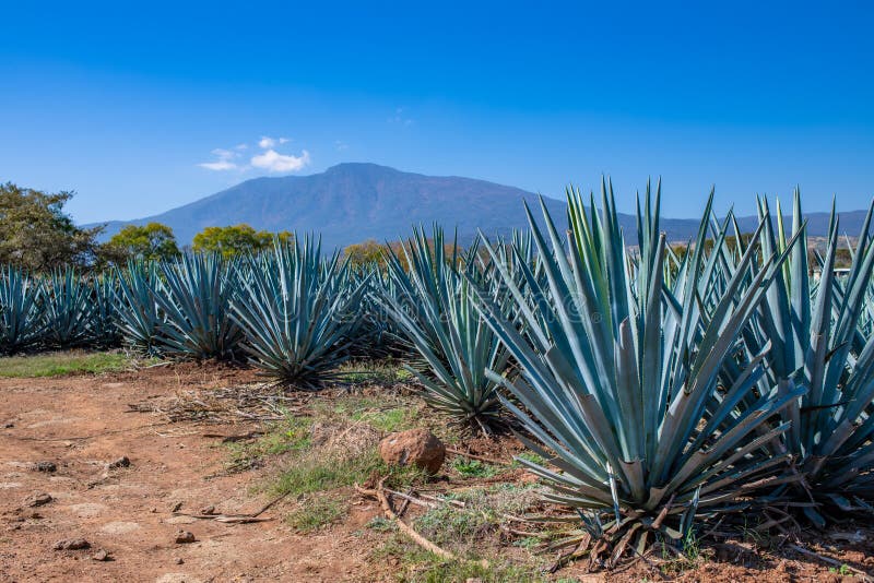 Blue Agave Plantation in Mexico. Sunny Day. on the Field are Even Rows