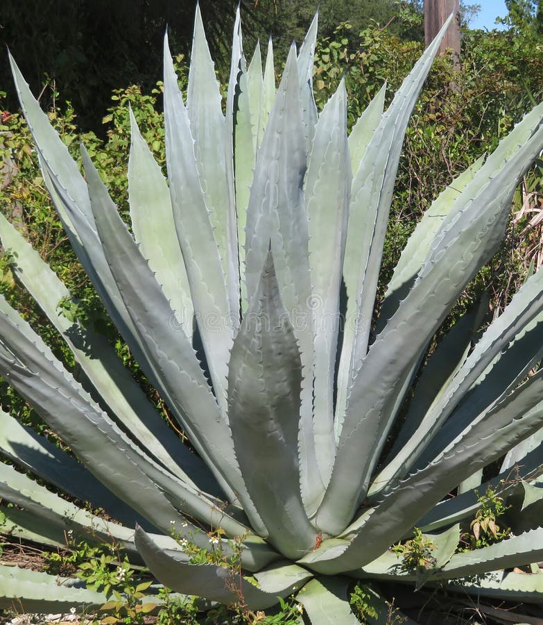 Blue agave plant closeup stock photo. Image of greenery - 186823434