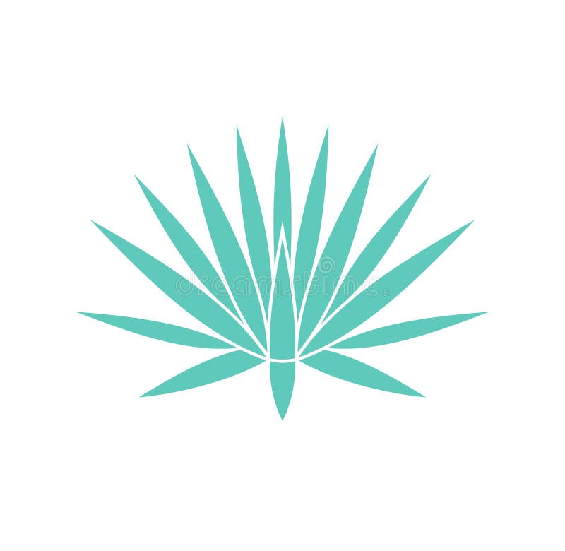 Blue agave stock vector. Illustration of tequila, flat - 78717058