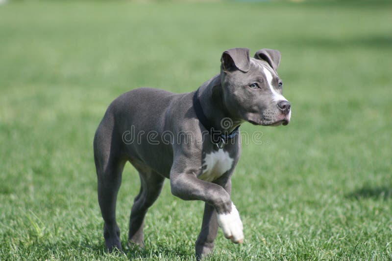 Blue American Pit Bull Puppy