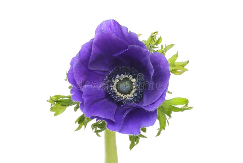 Blue anemone flower stock photo. Image of flora, botany 271049508