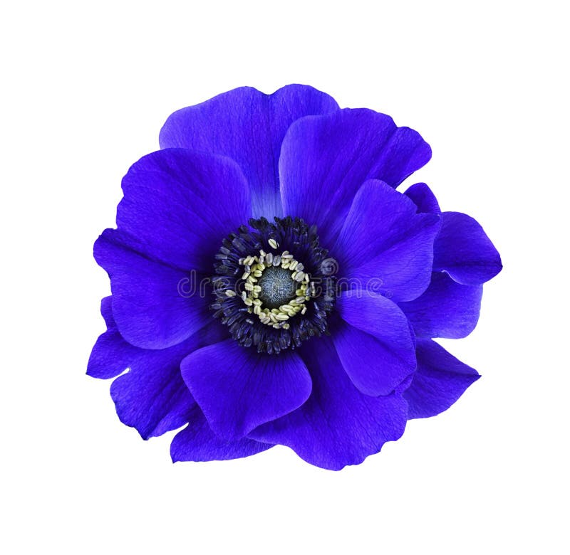 Set of Blue Anemone Flowers Stock Image Image of summer, natural