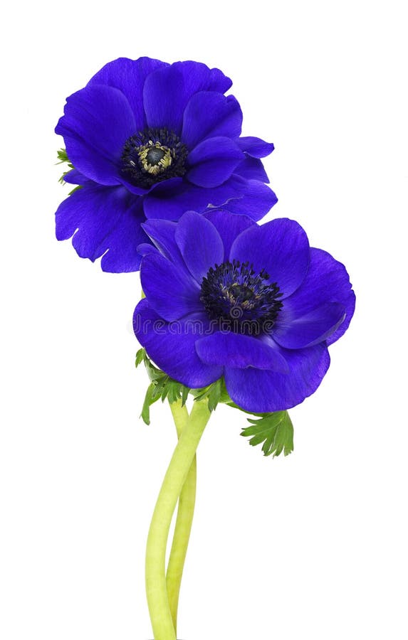 Set of Blue Anemone Flowers Stock Image Image of summer, natural