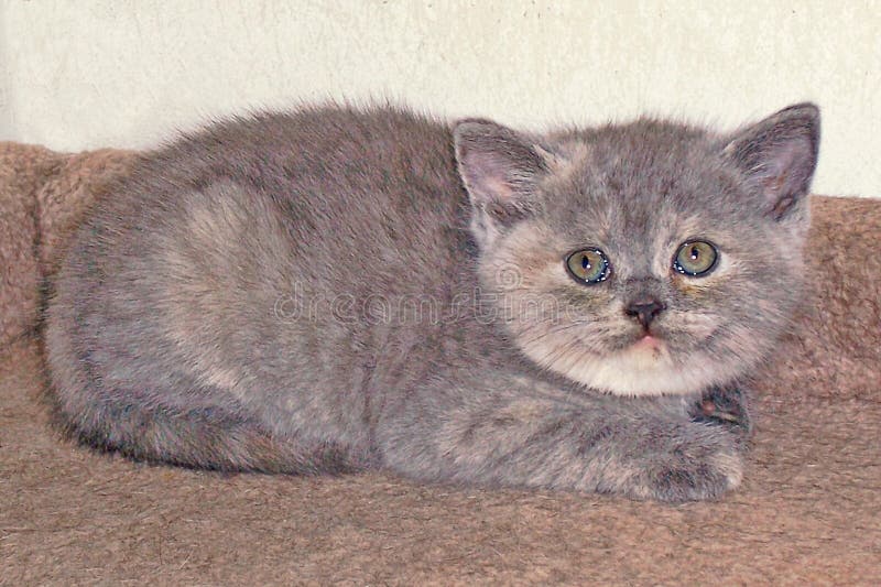 Kittens kitten animals baby pets pet feline moggy pussycats new born face bumpkin muffin royalty free stock image Kittens kitten animals baby pets pet feline moggy pussycats new born face bumpkin muffin royalty free stock image