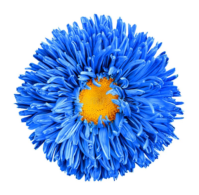 Blue aster flower with yellow heart macro photography isolated