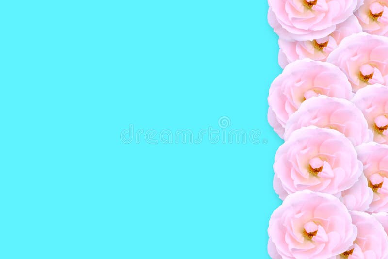 717 Pink Flowers Blue Aqua Background Stock Photos Free & Royalty