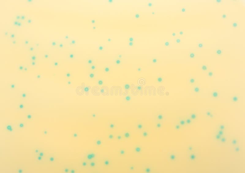 Blue Bacteriophage Plaques royalty free stock images