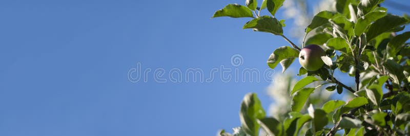Blue banner with apples, green leaves, autumn harvesting, summer fruits. Copy space text. Garden season royalty free stock images