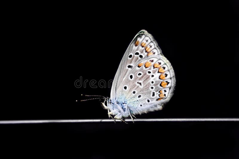 Blue Beautiful Butterfly on a Black Background Stock Photo Image of